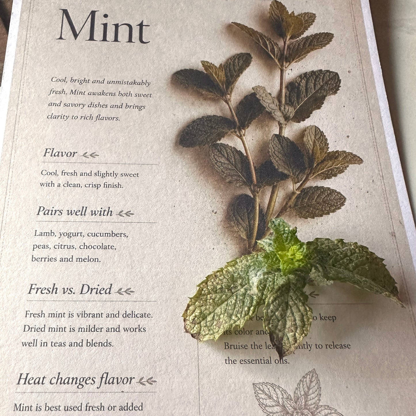 Mint - Herbal Collection Card A5 | Italian Pasta Recipe – Bella's Kitchen