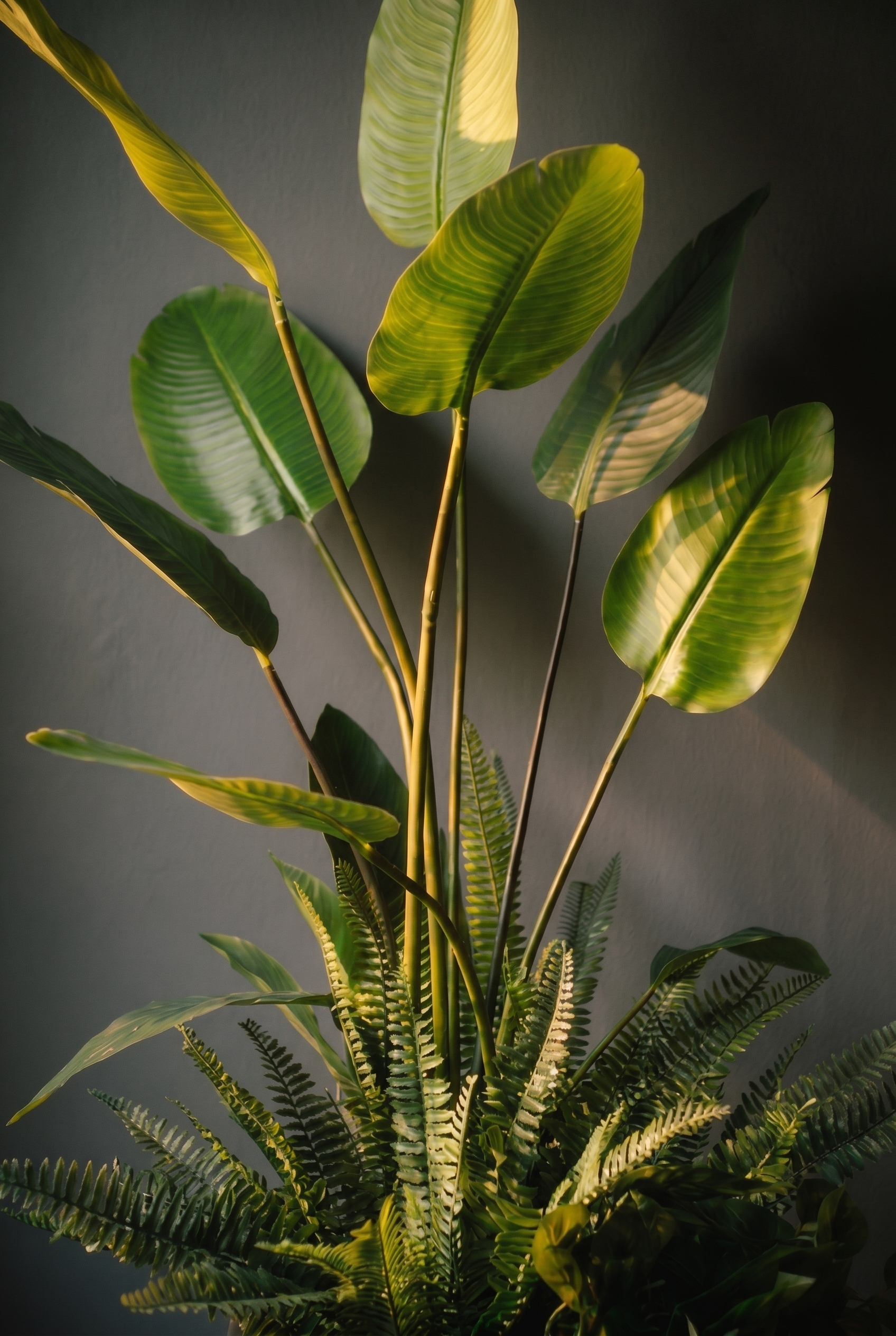 Close-up of premium Strelitzia leaves and green foliage in Study in Light No. 2 arrangement